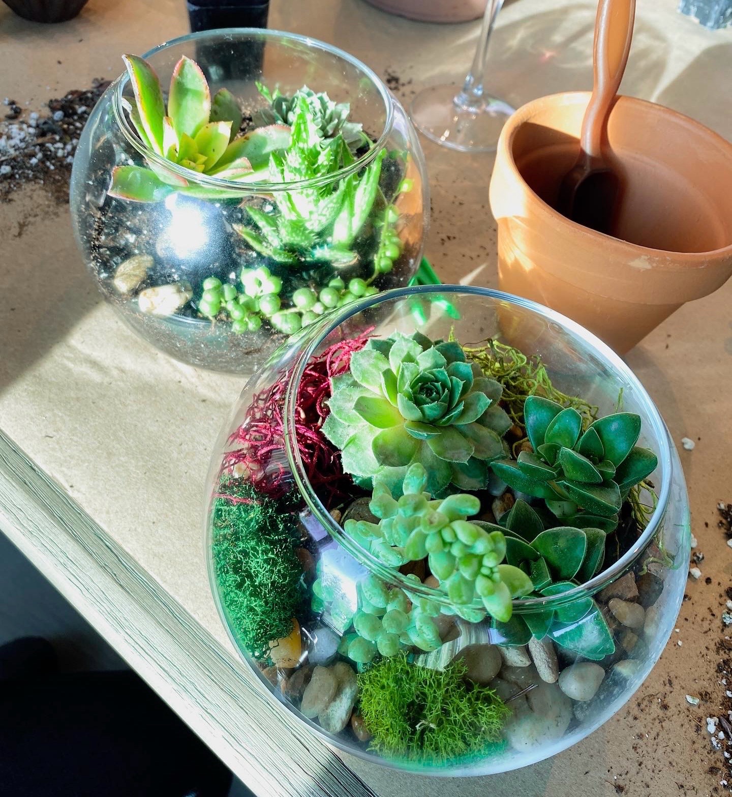 Succulent Terrarium Workshop with Pretty Lil Garden